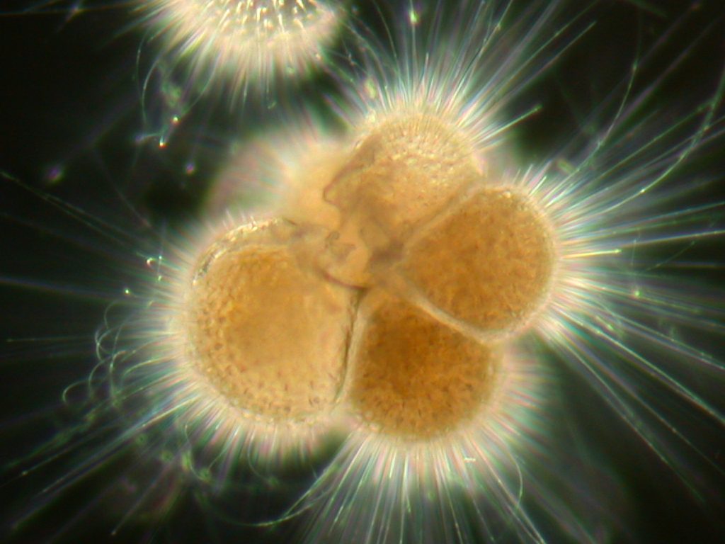 Neogloboquadrina, a foraminifera