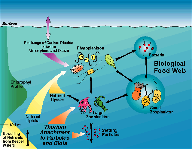 biology_pump