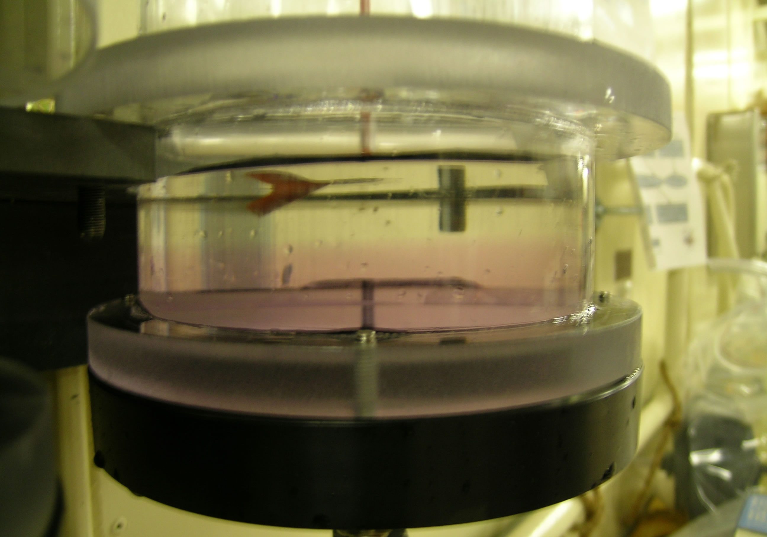Brine-water interface in a tube
